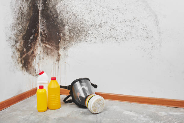 Best Mold Testing  in Warren, MN