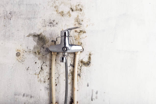 Best Mold Removal Process  in Warren, MN