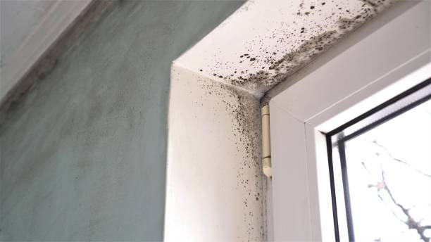 Best Toxic Mold Removal  in Warren, MN