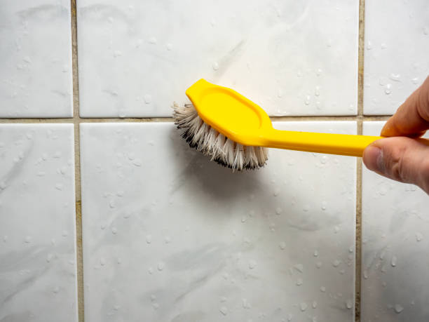 Best Residential Mold Removal  in Warren, MN