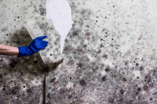 Best Crawl Space Mold Removal  in Warren, MN