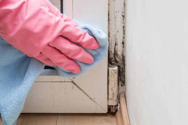Best Office Mold Removal Services  in Warren, MN