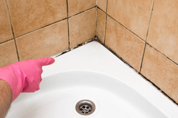 Best Mold Remediation Experts  in Warren, MN